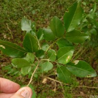 Murraya glenieii Thwaites ex Oliv.